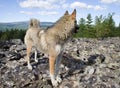 Purebred siberian husky