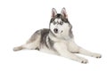 Purebred Siberian Husky dog isolated on white Royalty Free Stock Photo