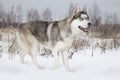 Purebred Siberian Husky dog outdoors