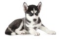 Purebred Siberian Husky puppy isolated on white Royalty Free Stock Photo