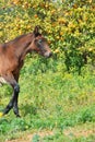 Purebred spanish foal walking with her motherin tangerine garden. Andalusia. Spain Royalty Free Stock Photo