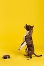 purebred staffordshire bull terrier standing up Royalty Free Stock Photo