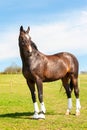 Purebred stallion in bandages standing on pasturage. Multicolored exterior image.