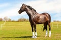 Purebred stallion in bandages standing on pasturage. Multicolored exterior image.