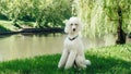 A purebred standard white poodle dog sits on a green lawn and waits for the training command. Impeccable grooming of the fluffy Royalty Free Stock Photo