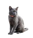 Purebred Thai korat cat with silver grey hair sitting isolated on the white background Royalty Free Stock Photo