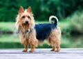 purebred typical australian terrier with green background Royalty Free Stock Photo