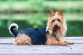 purebred typical australian terrier lies on the pier with green background Royalty Free Stock Photo