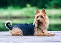 purebred typical australian terrier lies on the pier with green background Royalty Free Stock Photo