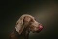 Purebred Weimaraner dog. Studio shot