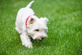 Purebred West Highland White Terrier dog playing on green grass at backyard on sunny summer day Royalty Free Stock Photo