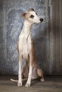 Purebred Whippet dog indoors Royalty Free Stock Photo