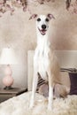 Purebred Whippet dog sitting on the bed Royalty Free Stock Photo