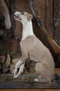 Purebred Whippet hunting dog indoors Royalty Free Stock Photo