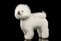 Purebred white Bichon Frise Dog Standing, Looking up isolated Black