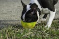 Close-up head portrait of purebred Boston Terrier drinks in a yellow bowl after a walk