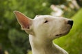 Purebred white Bull Terrier puppy on green lawn. Portrait of young dog sitting on grass. Royalty Free Stock Photo