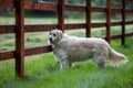 A purebred white golden retriever dog standing on grass near a wooden fence Royalty Free Stock Photo