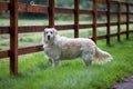 A purebred white golden retriever dog standing on grass near a wooden fence Royalty Free Stock Photo