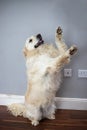 White golden retriever standing on two legs and lifting the other two as it to give a high five