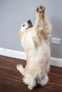 White golden retriever standing on two legs and lifting the other two as it to give a high five