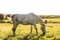 Purebred white horse eating grass Royalty Free Stock Photo