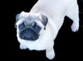 Purebred white pug puppy pet dog on black background