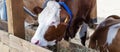 Purebred white red cow eating hay. Modern farming, banner format Royalty Free Stock Photo