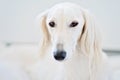 Purebred white saluki sighthound or gazehound, is a serious hunter at heart that can trace its roots back to the ancient Egyptians