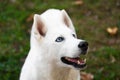 Purebred white siberian husky Royalty Free Stock Photo