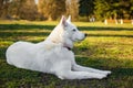 Purebred white siberian husky Royalty Free Stock Photo