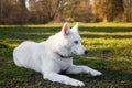 Purebred white siberian husky Royalty Free Stock Photo