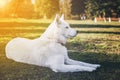 Purebred white siberian husky Royalty Free Stock Photo