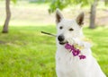 Purebred White Swiss Shepherd with a flower in its mouth