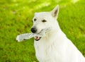 Purebred White Swiss Shepherd with newspaper