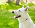 Purebred White Swiss Shepherd in profile Royalty Free Stock Photo