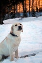 Purebred yellow Labrador retriever puppy in cold snow winter