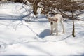 Purebred yellow Labrador retriever puppy in cold snow winter