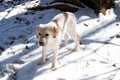 Purebred yellow Labrador retriever puppy in cold snow winter