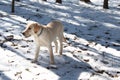 Purebred yellow Labrador retriever puppy in cold snow winter