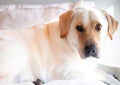 Purebred yellow Labrador retriever puppy eyes