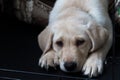 Purebred yellow Labrador retriever puppy laying down in crate