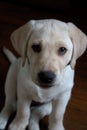 Purebred yellow Labrador retriever puppy laying down on wood floor