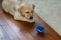 Purebred yellow Labrador retriever puppy playing with tennis ball on wood floor