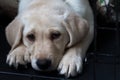 Purebred yellow Labrador retriever puppy sitting down on wood floor