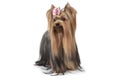 Purebred Yorkshire terrier dog