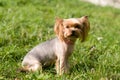 Purebred yorkshire terrier