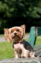 Purebred yorkshire terrier
