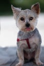 Purebred Yorkshire terrier sitting with its tongue out. The Cutest Little Yorkshire Terrier Sticking Out Her Tongue