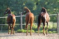 Purebred young hungarian gidran stallionss standing in summer c Royalty Free Stock Photo